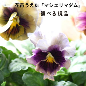 yIׂ錻iz }VF}_ ԕc pW[ rI 10.5cm|bgc IWi lCi Of[V t炫 Fς