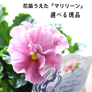 yIׂ錻iz }[ ԕc pW[ rI 10.5cm|bgc IWi lCi Of[V t炫 Fς