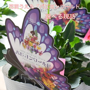 yIׂ錻iz ps[h ԕc pW[ rI 10.5cm|bgc IWi lCi Of[V t炫 Fς