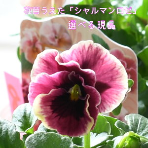 yIׂ錻iz V}[ ԕc pW[ rI 10.5cm|bgc IWi lCi Of[V t炫 Fς