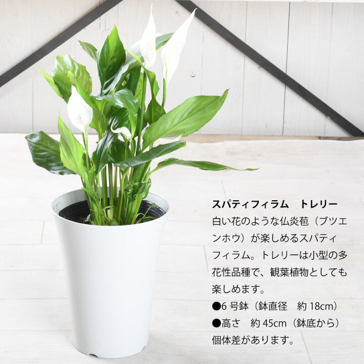 楽天市場】スパティフィラム トレリー 6号鉢 小型品種 花鉢 観葉植物 