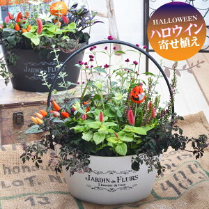 寄せ植え 鉢 玄関 生花の人気商品 通販 価格比較 価格 Com