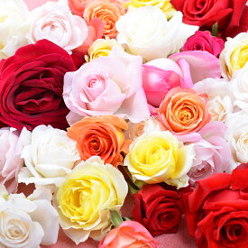 バラ風呂 生花 ローズバス 薔薇 バラ 送料無料 ギフト プレゼント 誕生日 御祝 フラワーシャワー 司ガーデン