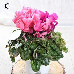 2FA VN Y oq 5 yIׂԐFzA Mtg yz v[g Ε NX}X t[Mtg