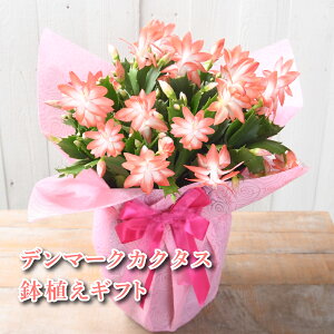 t[Mtg ԐF܂ f}[NJN^X 5  v[g Mtg a v[g LO G߂̔A VRoT{e