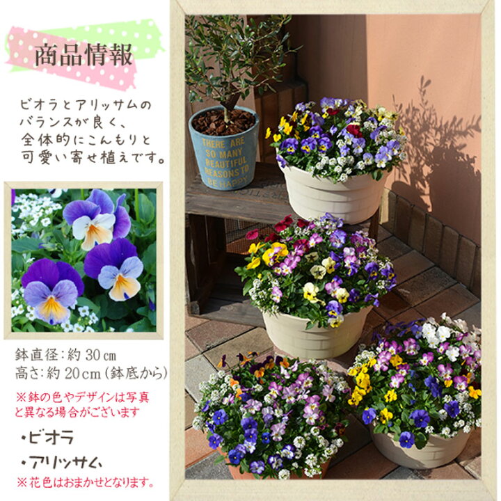 楽天市場 寄せ植え ひみつのビオラとアリッサム寄せ植え Fleur Town 吉本花城園