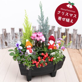 【予約品 12月上旬より順次発送】チェッカーベリーのクリスマス寄せ植え 玄関 店舗前の花飾りに プレゼントやギフトにもおすすめ 鉢花 花苗 コニファー ガーデンシクラメン サンタクロース スノーマン 冬の寄せ植え 今月の寄せ植え