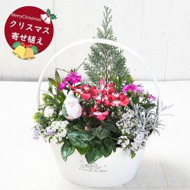 【予約品 12月上旬より順次発送】 コニファーとガーデンシクラメンのクリスマス寄せ植え バスケット 玄関 店舗前の花飾りに プレゼントやギフトにもおすすめ 鉢花 花苗 今月の花 季節の寄せ植え 冬の寄せ植え