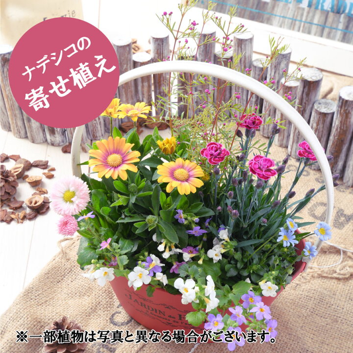 楽天市場 寄せ植え バスケット 観葉植物 室内 玄関 店舗 飾りに プレゼントやギフトにもおすすめ Fleur Town 吉本花城園