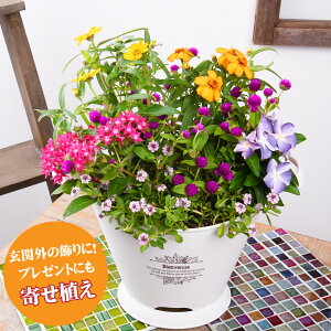 夏 花 苗 生花の人気商品 通販 価格比較 価格 Com