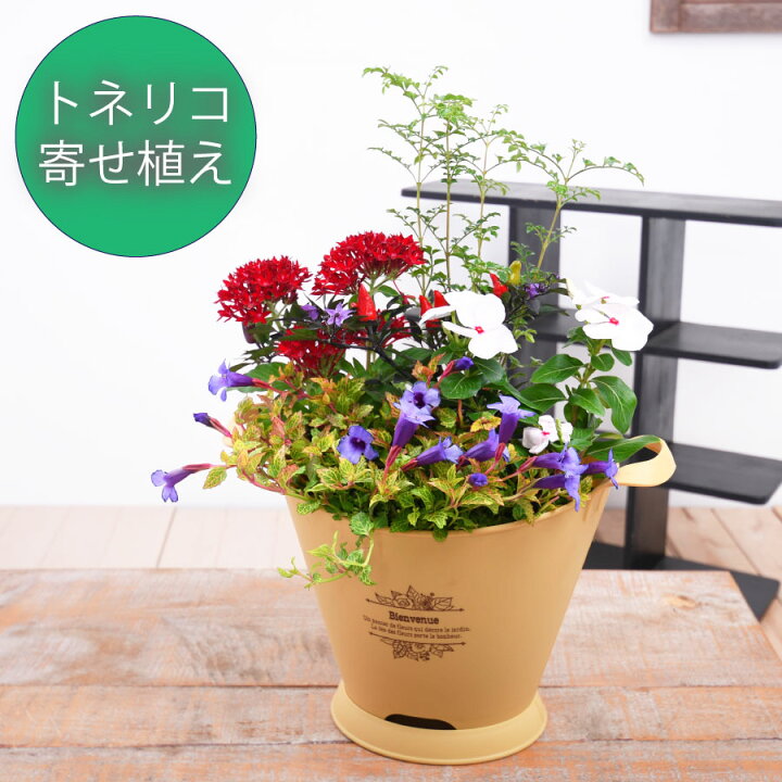 楽天市場 トネリコ おしゃれ 季節の花 寄せ植え ブーケポット 受け皿付 誕生日 プレゼント ギフト 室内に飾る 玄関に飾る Fleur Town 吉本花城園