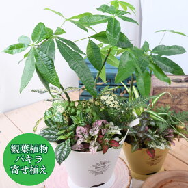楽天市場 寄せ植え パキラの通販