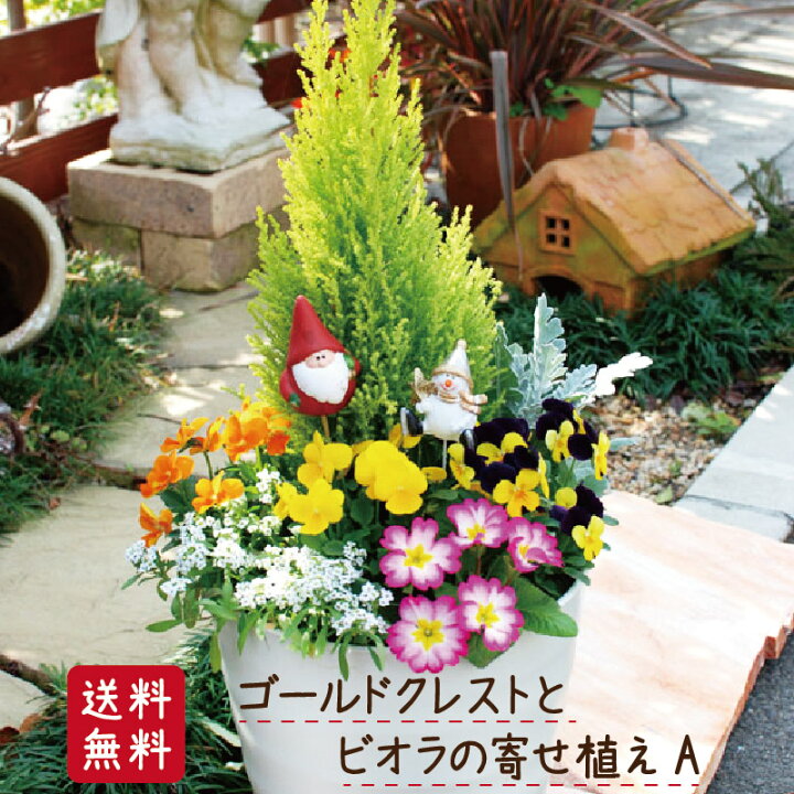 楽天市場 寄せ植え ゴールドクレストとビオラ パンジーの寄せ植えa ８号鉢 同梱不可 Fleur Town 吉本花城園