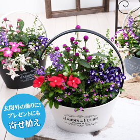 楽天市場 夏の花 苗の通販
