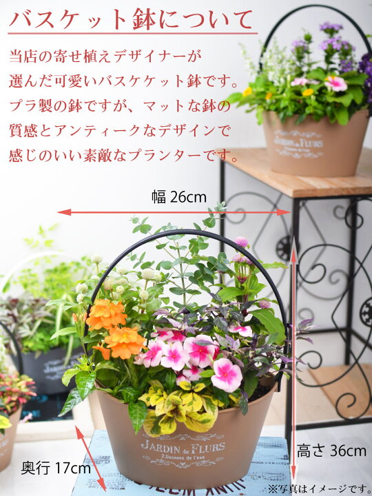 楽天市場 寄せ植え バスケット 日々草 爽夏さわやか 玄関 店舗前の花飾りに プレゼントやギフトにもおすすめ 鉢花 花苗 夏の花 Fleur Town 吉本花城園