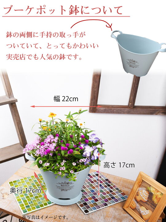 楽天市場 寄せ植え ブーケポット 千日紅 せんにちこう 玄関 店舗前の花飾りに プレゼントやギフトにもおすすめ 鉢花 花苗 夏の花 Fleur Town 吉本花城園