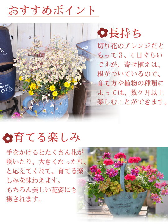 楽天市場 寄せ植え バスケット 日々草 爽夏さわやか 華やか 玄関 店舗前の花飾りに プレゼントやギフトにもおすすめ 鉢花 花苗 夏の花 季節の寄せ植え 夏の寄せ植え Fleur Town 吉本花城園
