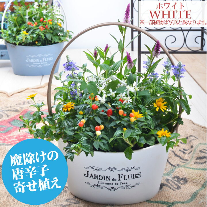 楽天市場 寄せ植え 今月の花 バスケット 実付のトウガラシの寄せ植え 玄関 店舗前の花飾りに プレゼントやギフトにもおすすめ 鉢花 花苗 母 女友達 誕生日プレゼント Fleur Town 吉本花城園