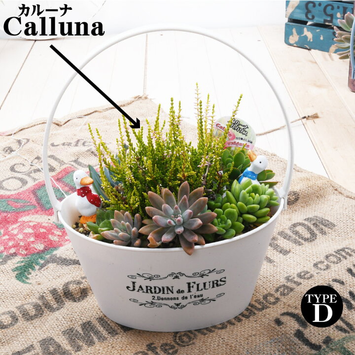 グロッシーポット ホワイト の寄せ植え 59 多肉植物寄せ植え 送料別 現品お届け 多肉寄せ植え 寄せ植えお洒落 誕生日祝 推奨