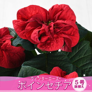 ~̃Mtg |CZ`A 5 y\i12蔭z EB^[[Y bsO  Ε t[Mtg NX}X v[g  ͔|