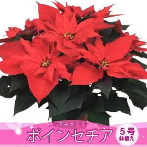 ~̃Mtg |CZ`A 5 y\i12蔭z v[bh bsO  Ε t[Mtg NX}X v[g  ͔|