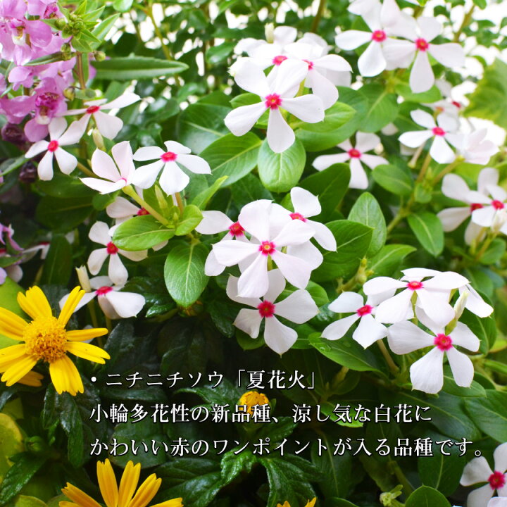 楽天市場 寄せ植え ニチニチソウ 夏花火 玄関 店舗前の花飾りに プレゼントやギフトにもおすすめ 鉢花 花苗 選べるコスモス Or トネリコ Fleur Town 吉本花城園 楽天市場 寄せ植え ニチニチソウ 夏花火 玄関 店舗前の花飾りに プレゼントやギフトにもおすすめ 鉢花 花苗 選べるコスモス Or トネリコ Fleur Town 吉本花城園