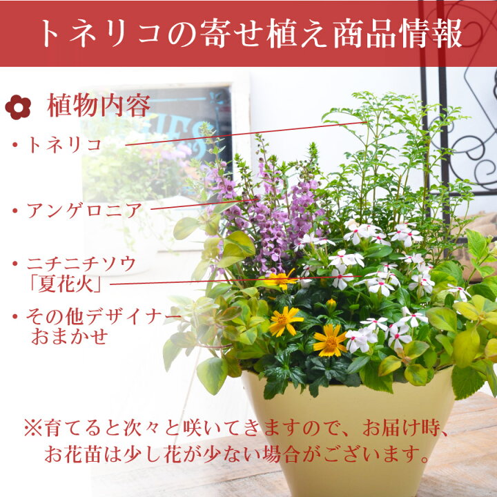 楽天市場 寄せ植え ニチニチソウ 夏花火 玄関 店舗前の花飾りに プレゼントやギフトにもおすすめ 鉢花 花苗 選べるコスモス Or トネリコ Fleur Town 吉本花城園