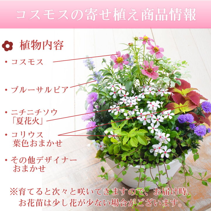 楽天市場 寄せ植え ニチニチソウ 夏花火 玄関 店舗前の花飾りに プレゼントやギフトにもおすすめ 鉢花 花苗 選べるコスモス Or トネリコ Fleur Town 吉本花城園 楽天市場 寄せ植え ニチニチソウ 夏花火 玄関 店舗前の花飾りに プレゼントやギフトにもおすすめ 鉢花 花苗 選べるコスモス Or トネリコ Fleur Town 吉本花城園
