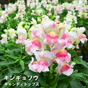 キンギョソウ キャンディトップス ピンク バイカラー パステルカラー 鉢植え ギフト 誕生日 プレゼント 季節の花 可愛い 花鉢 お祝い フラワーギフト