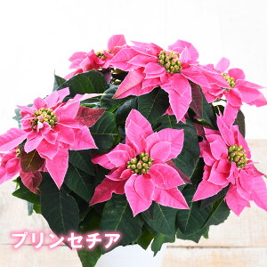 Tg[ vZ`A sN 4 |CZ`A A Mtg a v[g G߂̉  Ԕ j NX}X t[Mtg