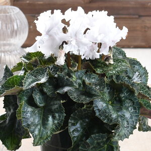 VN zCg t tW 4 A Mtg a v[g G߂̉  Ԕ j NX}X Ε t[Mtg