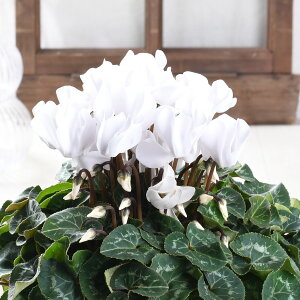 VN zCg 4 A Mtg a v[g  G߂̉  Ԕ j NX}X Ε t[Mtg