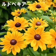ルドベキア 5号鉢 花苗 宿根草 夏の花 秋まで長く咲く 鉢花 ガーデニング 初心者向け 花壇 ベランダ 庭 …