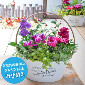 玄関 花 寄せ植えの人気商品 通販 価格比較 価格 Com