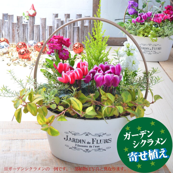 楽天市場 寄せ植え バスケット ガーデンシクラメン 玄関 店舗前の花飾りに プレゼントやギフトにもおすすめ 鉢花 花苗 今月の花 Fleur Town 吉本花城園 楽天市場 寄せ植え バスケット ガーデンシクラメン 玄関 店舗前の花飾りに プレゼントやギフトにもおすすめ 鉢花 花苗 今月の花 Fleur Town 吉本花城園