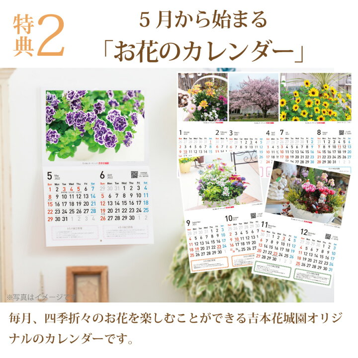 楽天市場 母の日 プレゼント ギフト カーネーション ピンク 4号鉢植え 花とスイーツ マドレーヌ付き Fleur Town 吉本花城園