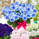 【早割】母の日 アジサイ プレゼント ギフト 花 鉢植え 紫陽花 コンペイトウブルー ノブレス ディープパープル コットンキャンディーから選べる ゴールドセレク...