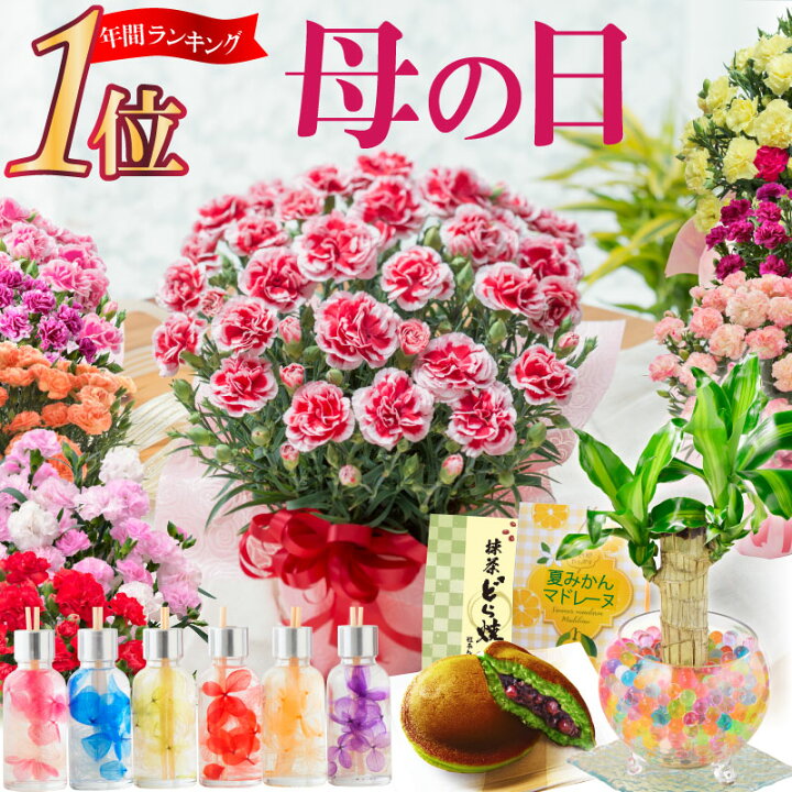 楽天市場 母の日 プレゼント カーネーション 鉢植え ギフト 花色おまかせとおまかせ幸せ特典 幸福の木 ハーバリウム ディフューザー 花とスイーツのセット Fleur Town 吉本花城園