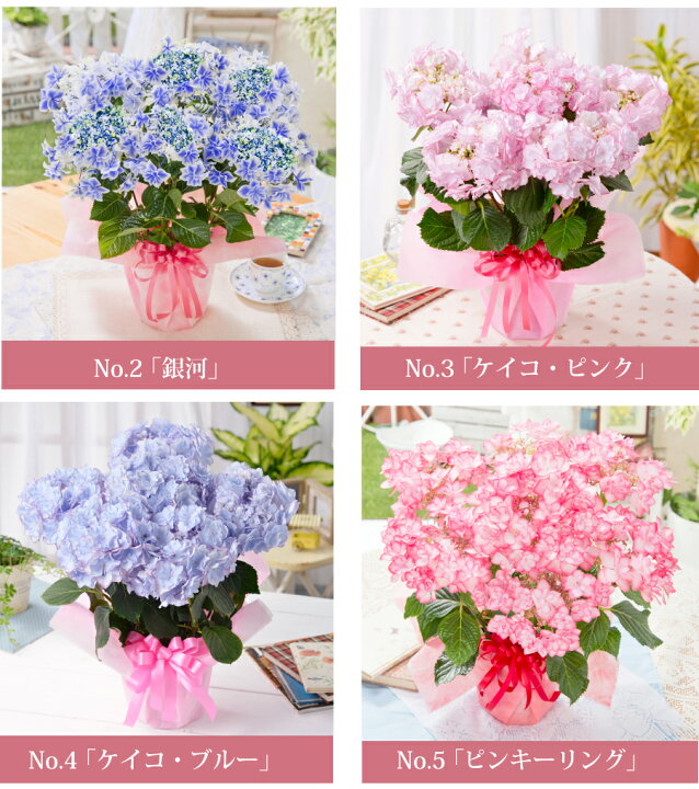 楽天市場 母の日 プレゼント 遅れてゴメンね アジサイ 花 ギフト 鉢植え あじさい 紫陽花 万華鏡 ケイコピンク ケイコブルー ピンキーリング パープルリング 銀河 プレミアムセレクション 特典付き Fleur Town 吉本花城園 楽天市場 母の日 プレゼント 遅れてゴメンね アジサイ 花 ギフト 鉢植え あじさい 紫陽花 万華鏡 ケイコピンク ケイコブルー ピンキーリング パープルリング 銀河 プレミアムセレクション 特典付き Fleur Town 吉本花城園
