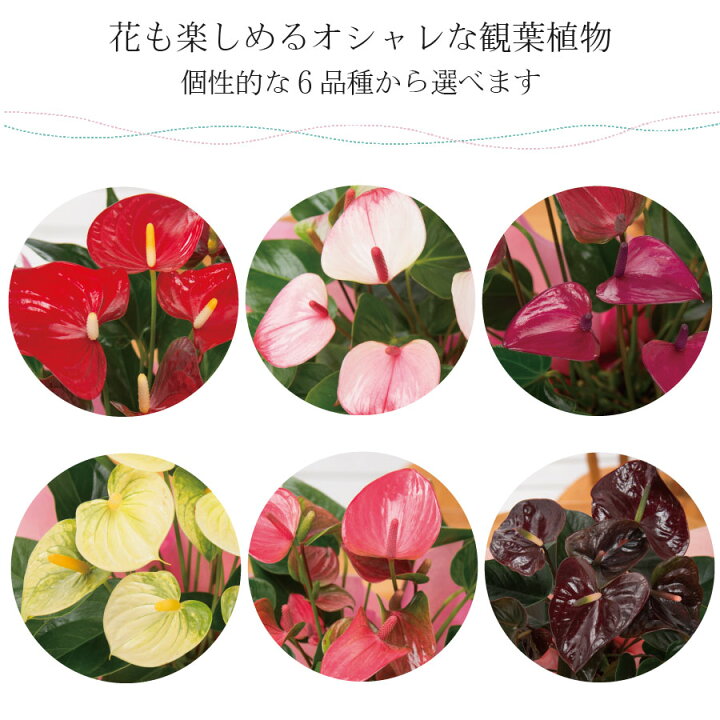 楽天市場 観葉植物 ギフト アンスリューム 鉢植え 6号鉢 アンスリウム 花 プレゼント 事務所 新築祝い 開店祝いお中元 ギフト 育てやすい 長持ち 丈夫 育てやすい 仏花 お供えにも Fleur Town 吉本花城園