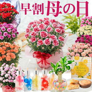 母の日 プレゼント カーネーション 鉢植え 早割 ギフト 選べる10種の花色 赤 ピンク オレンジ パープル イエロー 変り咲き 香り と選べる幸せ特典 幸福の木 ハーバリウム ディフューザー 花とスイーツのセットもさらに 実用的な お花のカレンダ—特典あり
