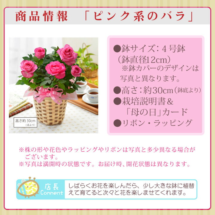 楽天市場 母の日 プレゼント バラ の鉢植えとマドレーヌ 花とスイーツピンク系 薔薇 4号鉢 Fleur Town 吉本花城園