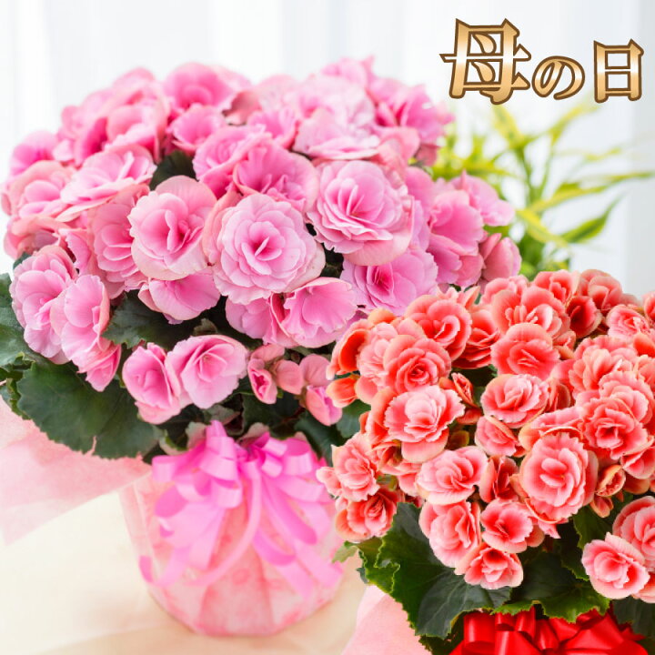 楽天市場 母の日 プレゼント 花 ギフト 鉢植え リーガースベゴニア 花色選べる 特典付き Fleur Town 吉本花城園