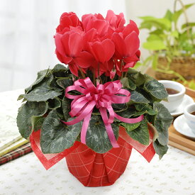 【限定100鉢】 シクラメン 5号鉢植え 花色おまかせ 赤ピンク系 季節の鉢植え 花 ギフト 誕生日 プレゼント 記念日 ラッピング対応 メッセージカード対応 フラワーギフト 送料無料 ご予約品 【やまぐちECエール便】