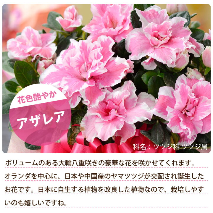 楽天市場 花 プレゼント ギフト アザレア 5号鉢 鉢花 鉢植え 生花 誕生日 お祝い 還暦祝い 退職祝い 結婚祝い 結婚記念日 ラッピング Fleur Town 吉本花城園