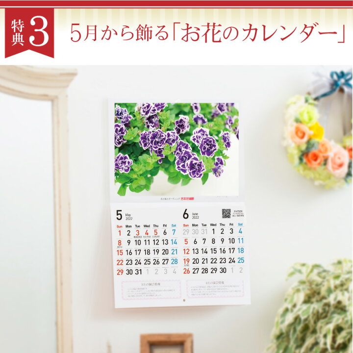楽天市場 早割 まもなく終了 母の日 プレゼント カーネーション 鉢植え ギフト 選べる10種の花色 赤 ピンク オレンジ パープル イエロー 変り咲き 香りと選べる幸せ特典 幸福の木 ハーバリウム ディフューザー 花とスイーツのセット 22年 お花のカレンダー 特典