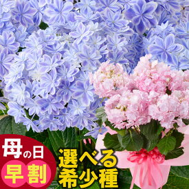 早割 母の日 【100円OFFクーポン】 プレゼント アジサイ 花 ギフト 鉢植え あじさい 紫陽花 選べる 万華鏡 ケイコピンク ケイコブルー ピンキーリング パープルリング 銀河 ユリカ さかもと園芸 プレミアムセレクション 特典付き