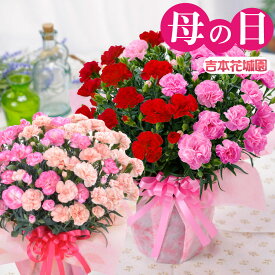 早割中 母の日 ギフト 2026 大きな カーネーション 鉢植え プレゼント 6号 2色咲き花 長持ち 鉢 花 贈答用 送料無料 吉本花城園