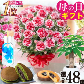 早割中 母の日 花 ギフト プロが選ぶ カーネーション 特典いっぱいでお母さんの笑顔も咲く！花色選べる プレゼント 2026 鉢植え 5号 選べる特典 お菓子 観葉植物 パキラ スイーツセット 吉本花城園カレンダー付