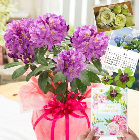 母の日 プレゼント 花 ギフト 鉢植え シャクナゲ 選べる花色 ピンク パープル 紫 鉢植え